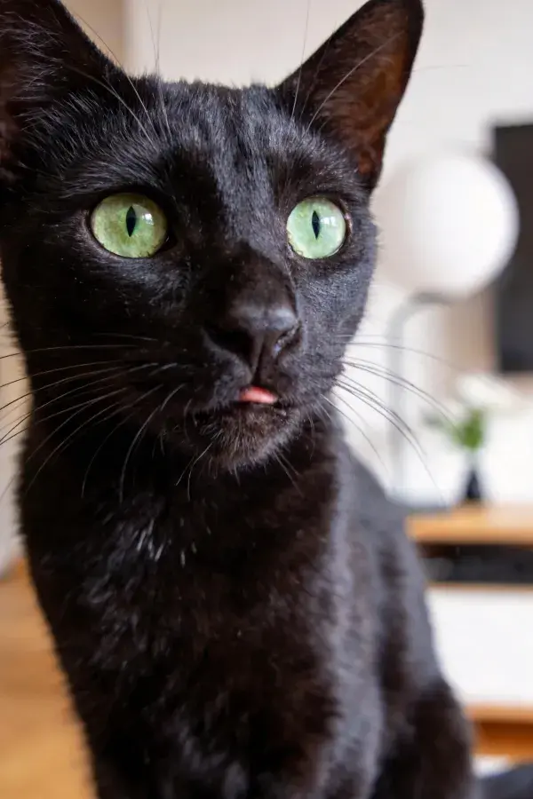 黑色短毛家猫凝视特写