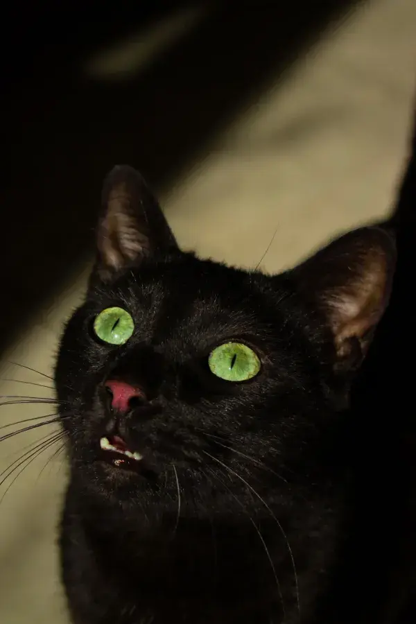 黑猫绿色眼眸特写场景