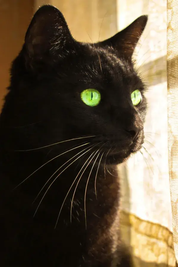 窗边凝视的墨绿色眼瞳黑猫