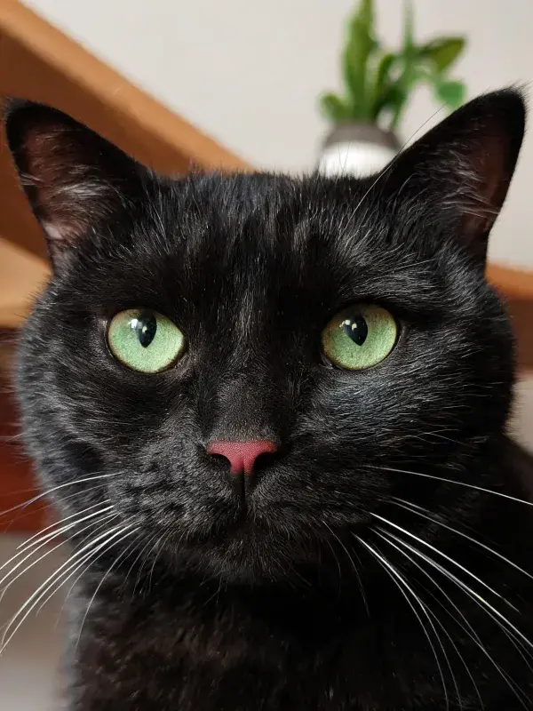 短毛黑猫绿色眼眸特写