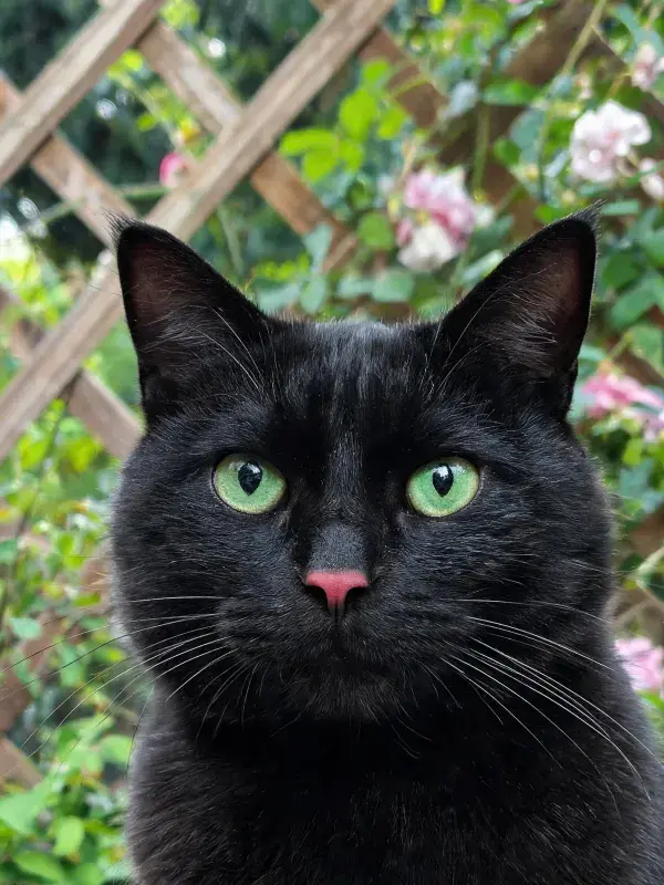 绿眸短毛黑猫凝视镜头