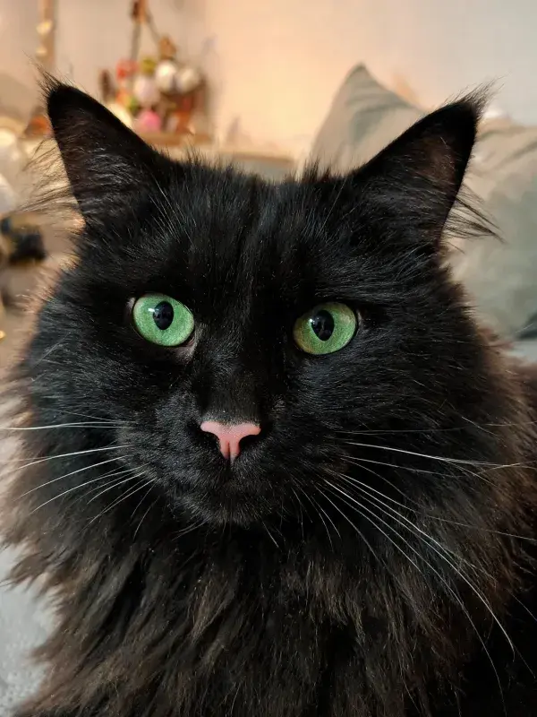 客厅暖光下的绿眼长毛家猫