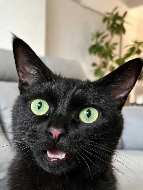 黑猫绿色眼睛近距离特写