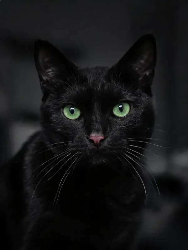 绿眼睛短毛家猫于暗调背景下的特写画面