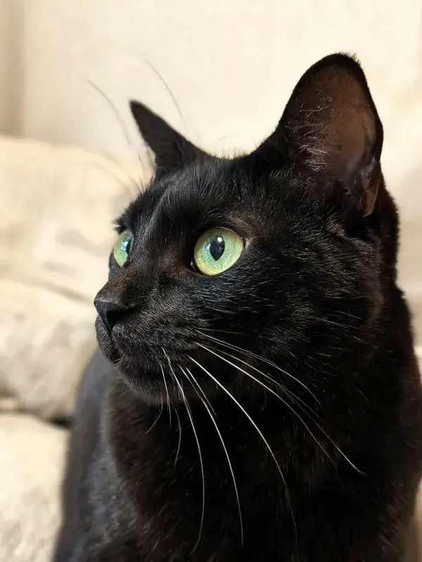 黑色短毛猫特写展现细腻毛发质感