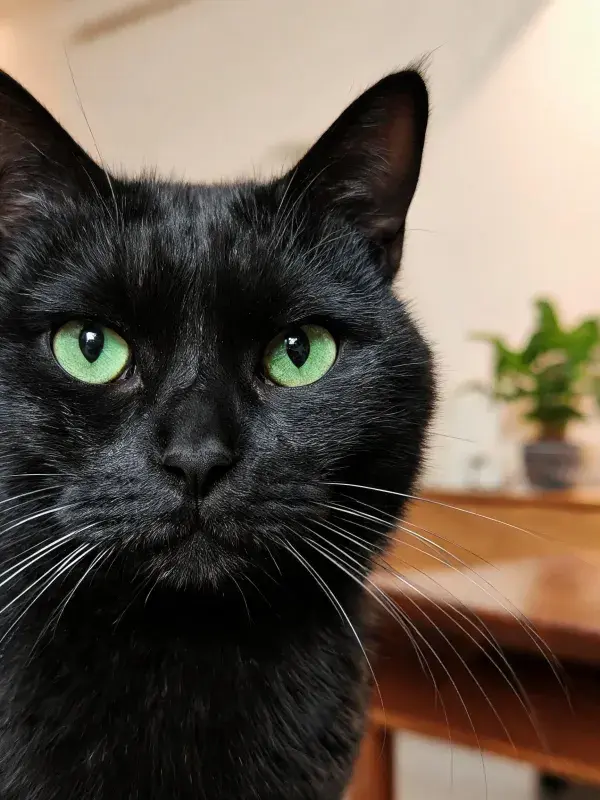 室内暖光下的短毛黑猫特写