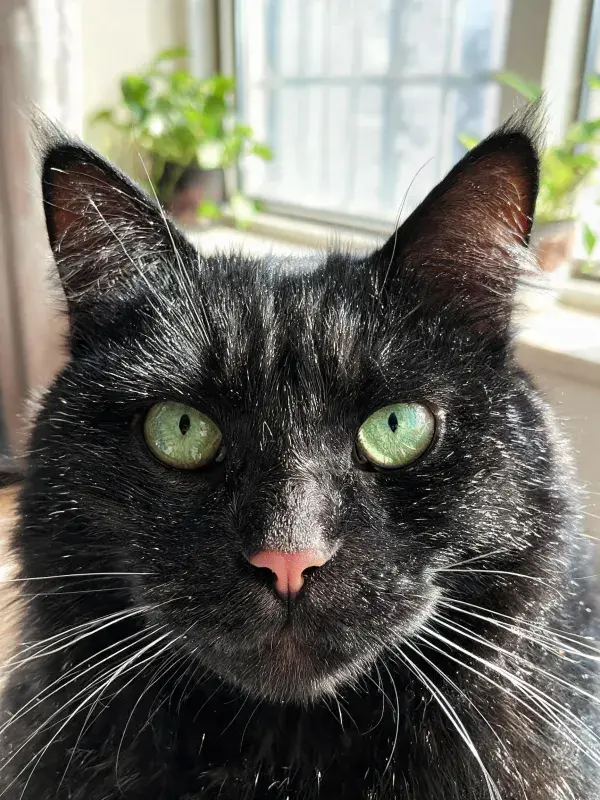 青眼黑猫凝视镜头的场景