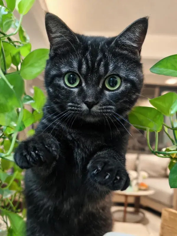 客厅绿植间短毛家猫图景