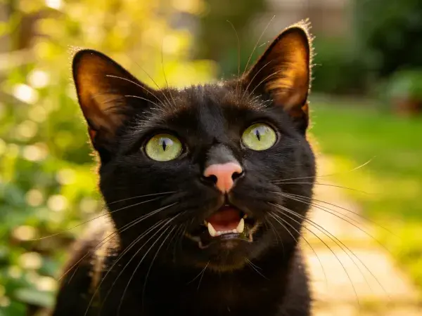 阳光下的短毛黑猫特写