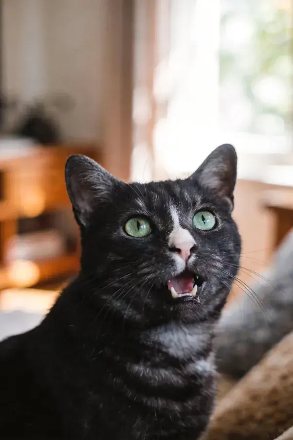 室内光线下的黑白短毛家猫