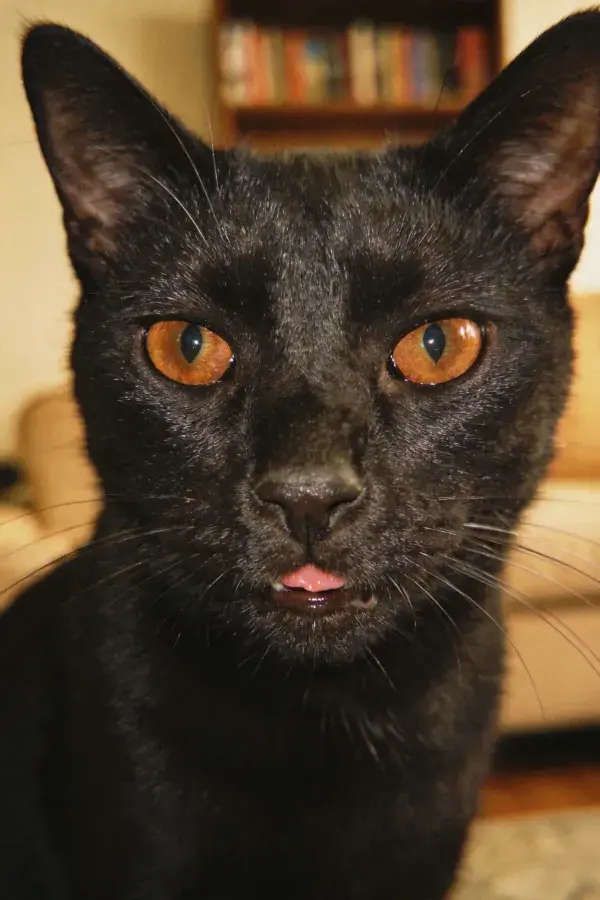 室内书架旁的黑橙眼短毛家猫