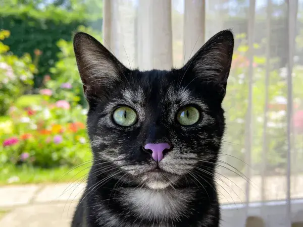 窗边阳光下的玳瑁斑纹短毛猫特写