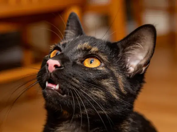 玳瑁猫面部特写展现纹理色彩