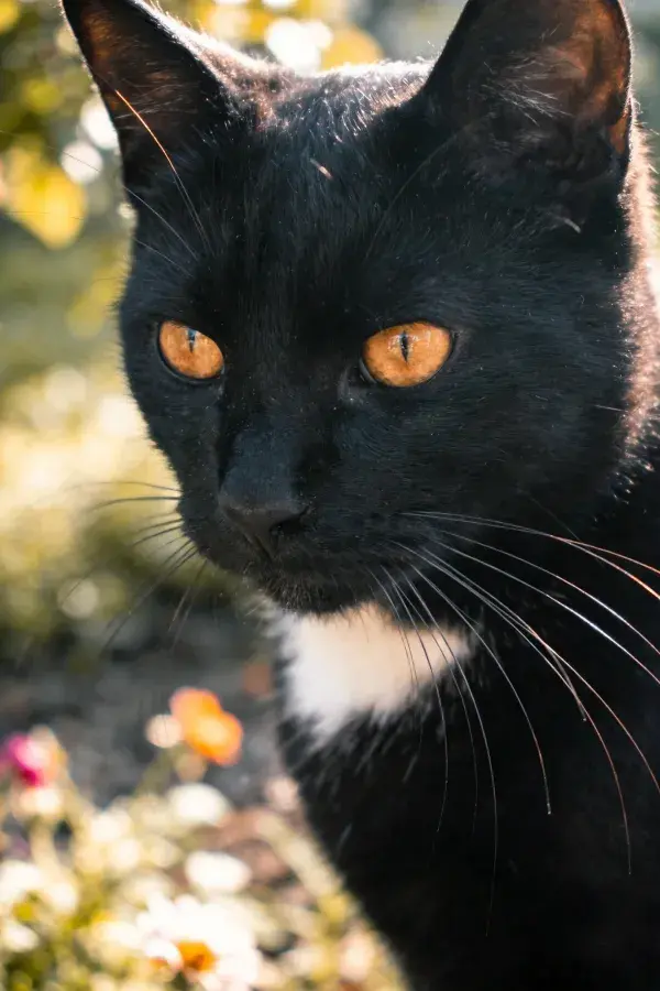 黑白短毛家猫凝视户外景象