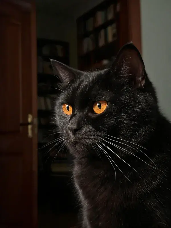 室内书房附近短毛黑猫特写
