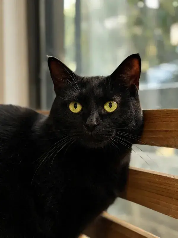 室内窗边木质座椅上的黑猫