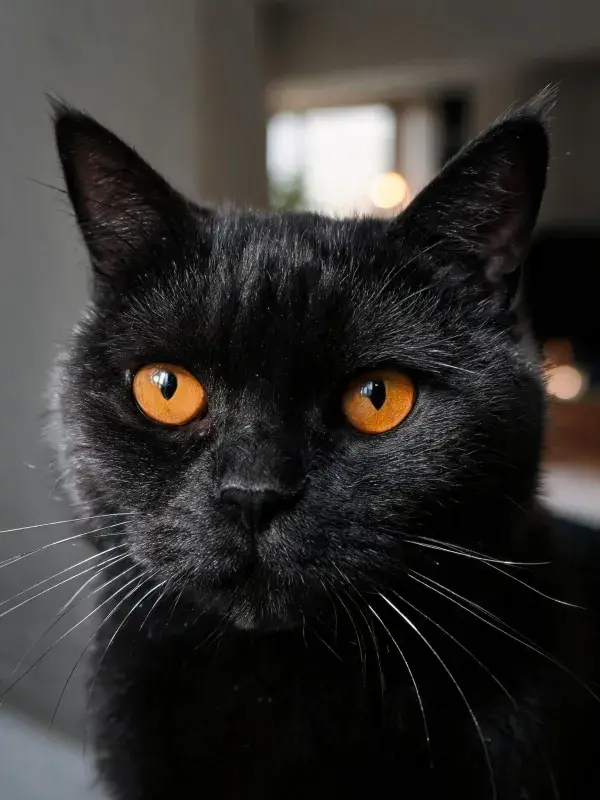 黑英国短毛猫室内特写画面