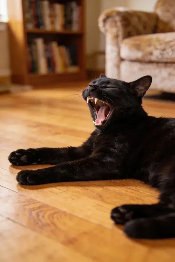 室内木质地板上打哈欠的黑短毛家猫