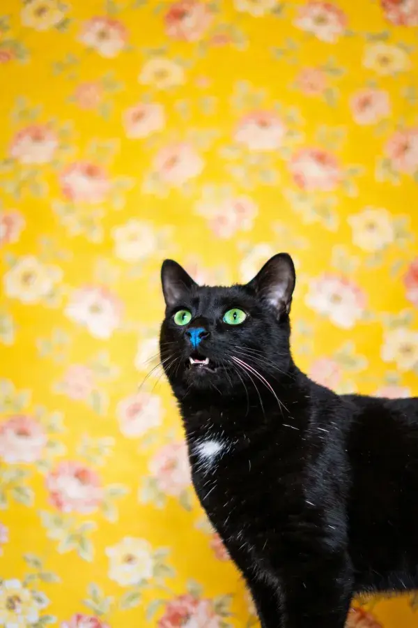 黄色花卉背景前的黑短毛家猫