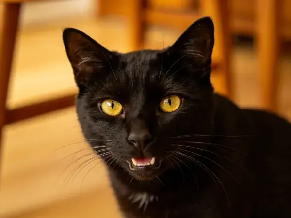 短毛黑猫室内观察场景