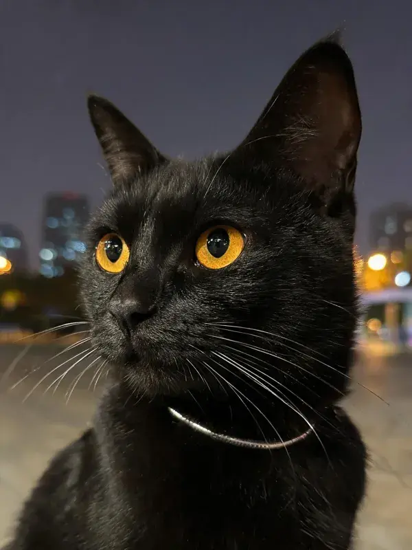短毛家猫在城市夜景下的观察姿态