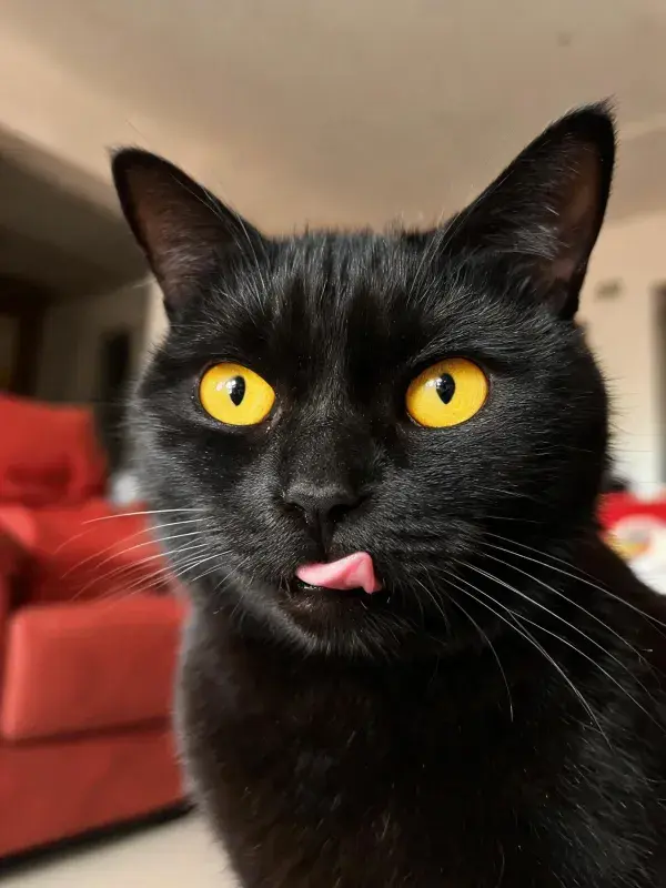 室内暖光下的黑色短毛家猫