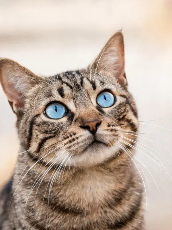 柔和光线下的短毛虎斑猫特写