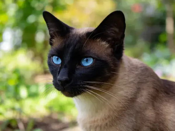 阳光下蓝眼睛暹罗猫特写