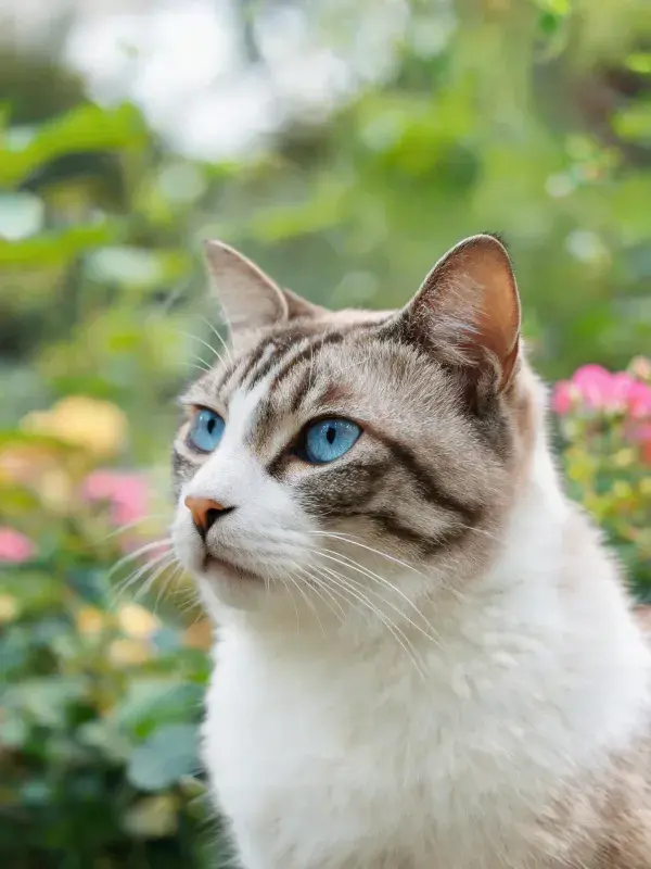 阳光明亮的花园中蓝眼睛暹罗猫图景