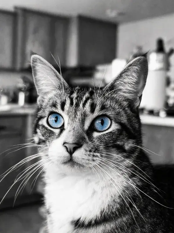 短毛虎斑猫凝视厨房空间