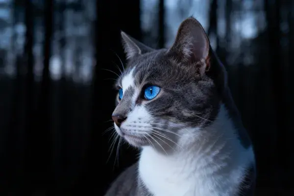 灰白短毛家猫注视森林背景