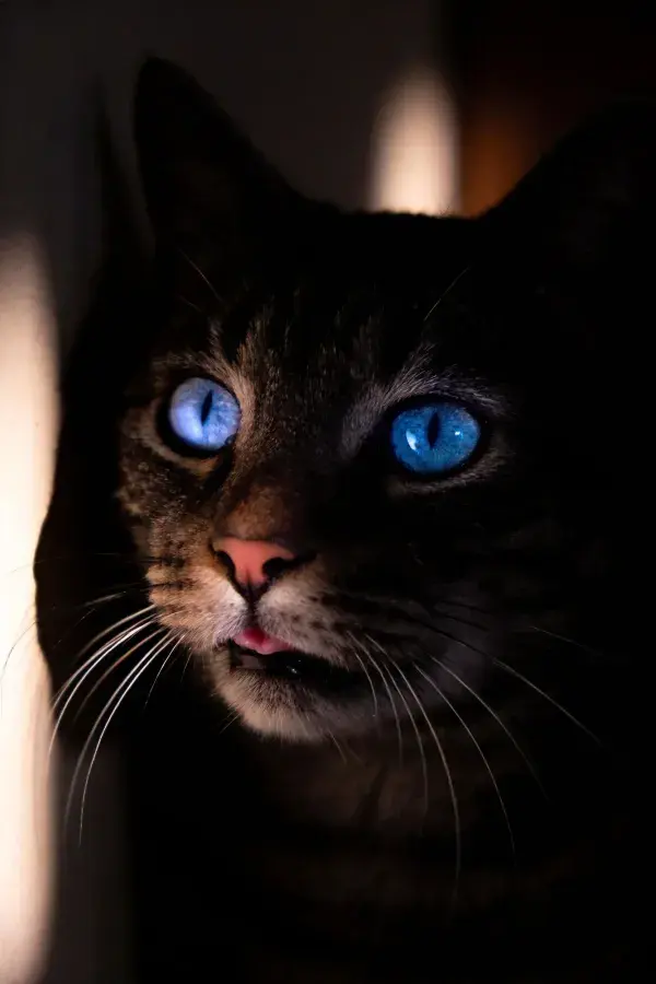 虎斑纹蓝眼睛短毛猫特写近景
