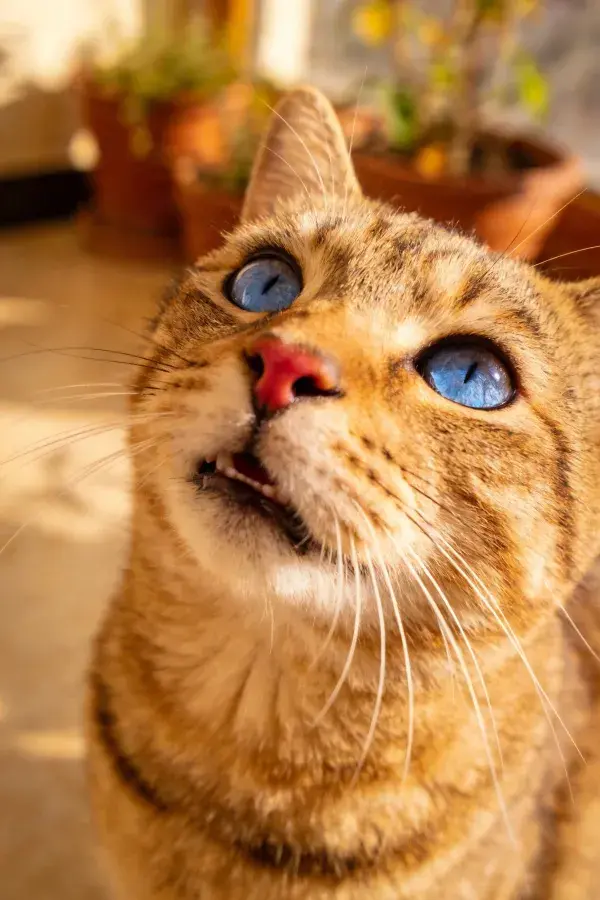 室内阳光下蓝眼金猫特写
