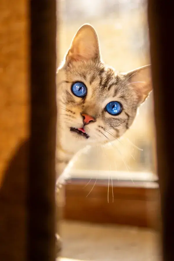 露脸的蓝眼虎斑短毛猫透过缝隙观察