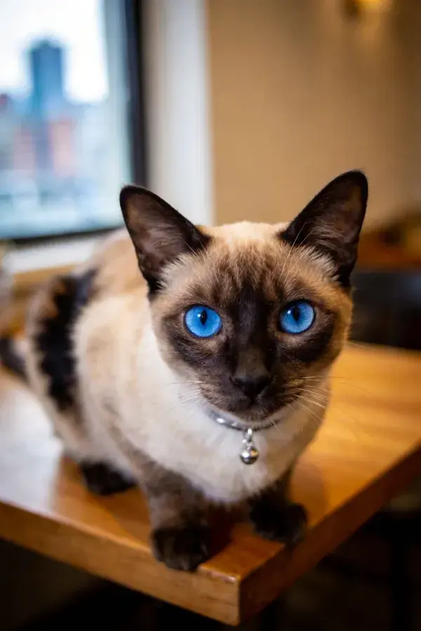 室内暖光下的蓝眼暹罗猫
