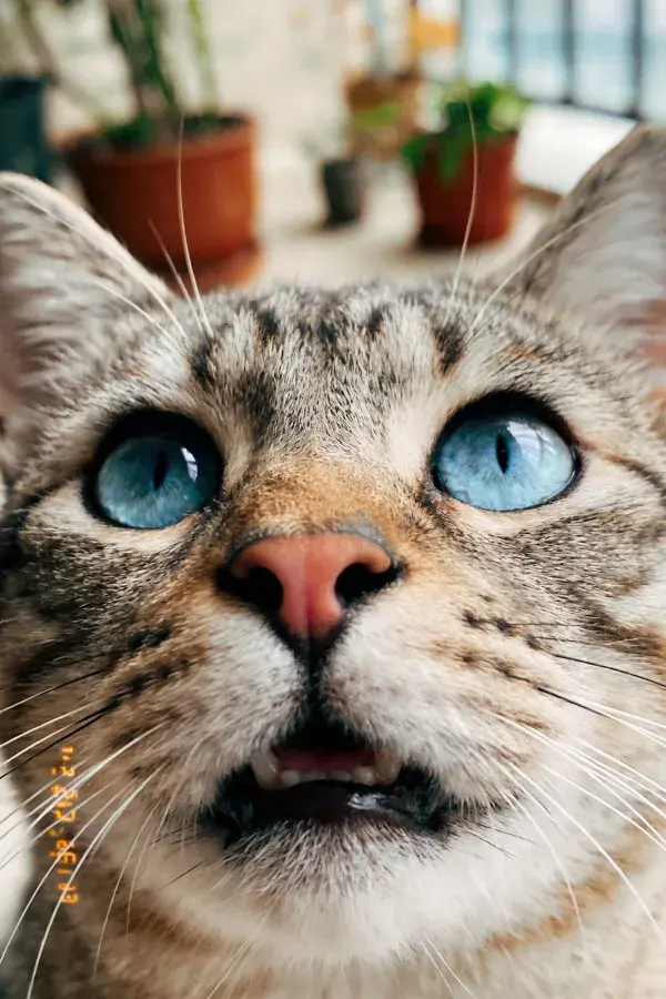 特写拍摄蓝眼斑纹猫面部特写