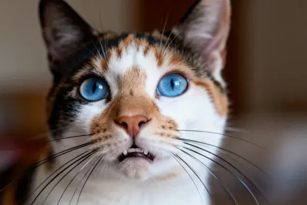 室内特写场景下的三色短毛猫