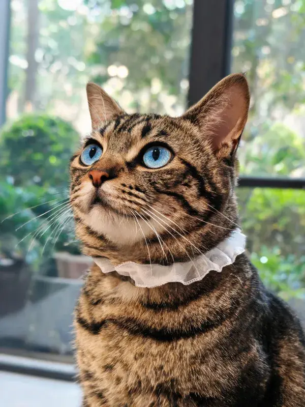 阳光明亮窗边佩戴颈饰的虎斑短毛猫图像