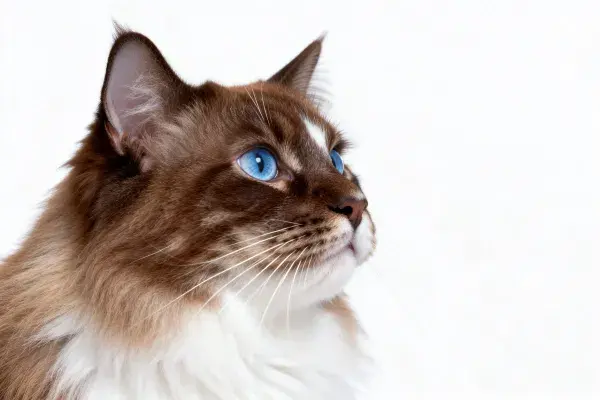 棕白相间蓝眼睛的布偶猫侧视特写