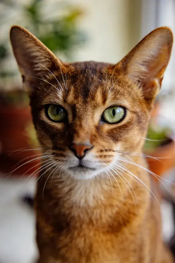 室内绿植旁的艾比亚西尼猫特写