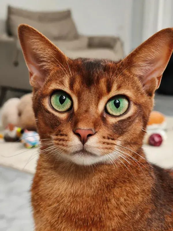 埃塞俄比亚猫注视镜头的客厅场景