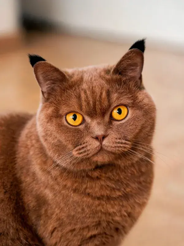 巧克力色英国短毛猫面部特写