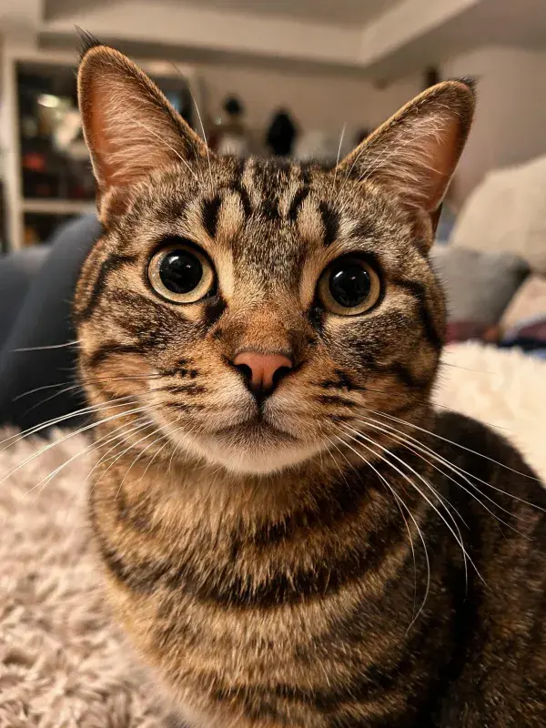 虎斑纹理短毛猫特写画面