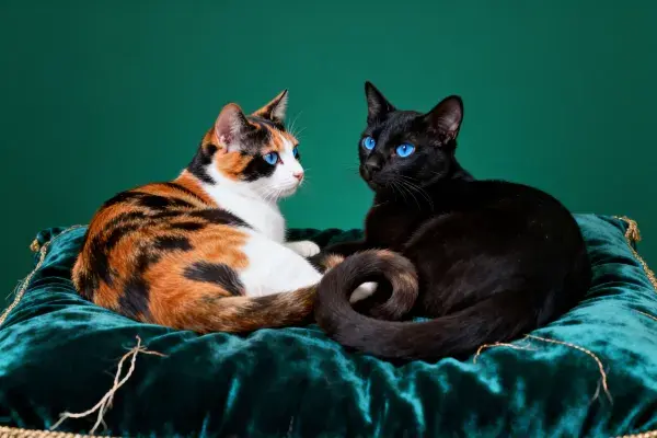 三色短毛猫与黑色短毛猫并肩躺卧在绒布垫上