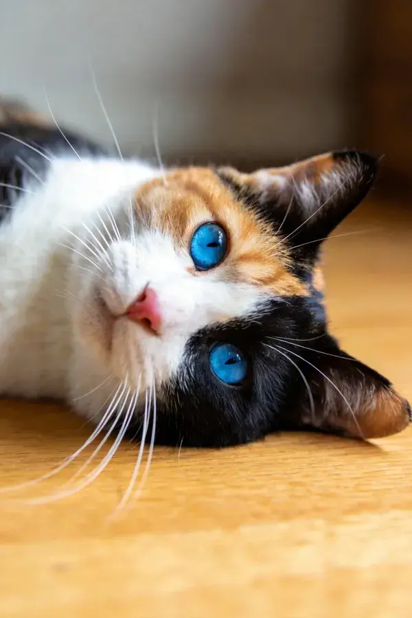 木质桌面上的三色短毛家猫