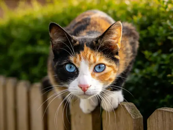 木栅栏上蓝眼三色短毛家猫特写