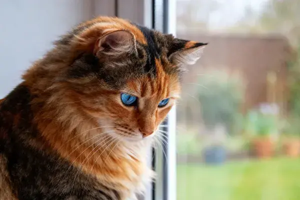 三色长毛猫凝视窗外的瞬间