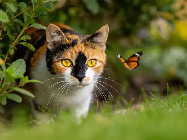 花园中三色短毛家猫观察蝴蝶场景