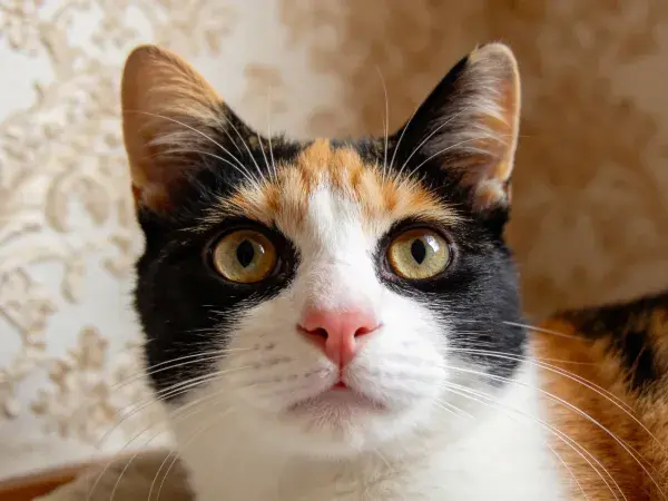 室内环境中三色短毛家猫特写