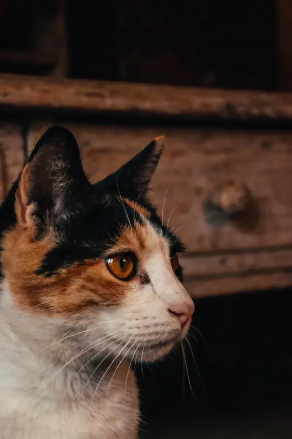 三色短毛家猫木质背景前的侧视姿态